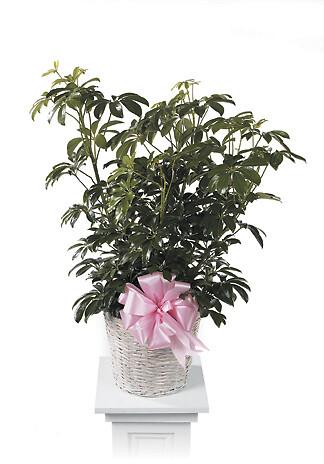 Schefflera Plant